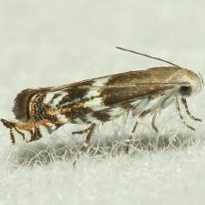 Calliprora sexstrigella