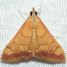 Pyrausta pseudonythesalis