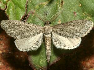 Glaucina escaria