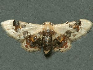 Idaea asceta