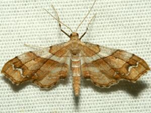 Odontoptila obrimo