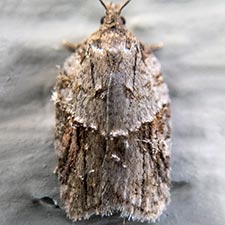 Acleris ptychogrammos