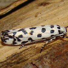 Ethmia abraxasella