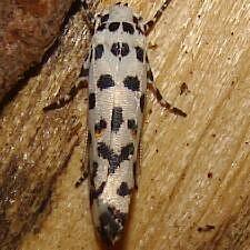 Ethmia abraxasella