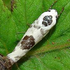 Ethmia submissa