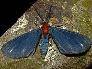 Melanchroia geometroides