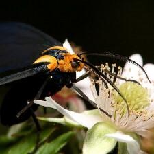 Ctenucha multifaria