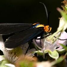 Ctenucha multifaria