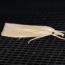 Xubida punctilineella