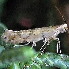 Argyresthia sp.