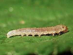 Acleris variegana