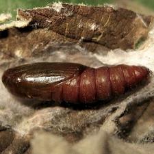 Acleris variegana