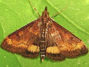 Pyrausta californicalis