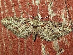 Eupithecia rotundopuncta