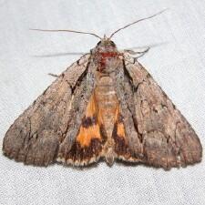 Catocala clintonii