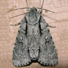 Acronicta hasta