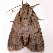 Acronicta morula