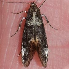 Brymblia quadrimaculella