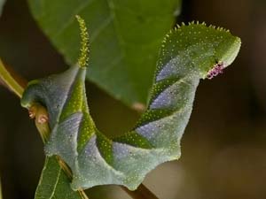 Manduca rustica