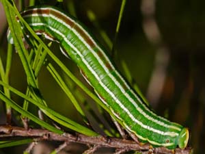 Lapara coniferarum