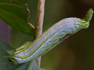 Enyo lugubris