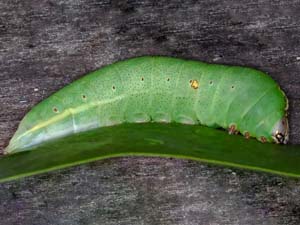 Cecrita cubana