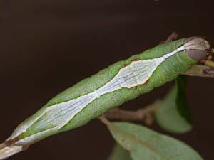 Heterocampa umbrata