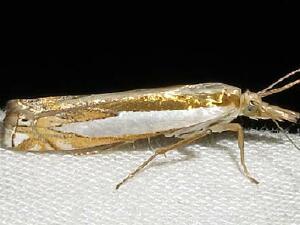 Crambus cyrilellus