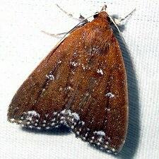 Aristaria theroalis