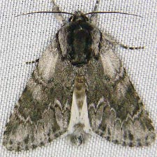 Acronicta othello