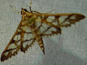 Epipagis disparilis