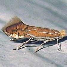 Phyllonorycter basistrigella