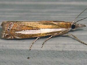 Crambus praefectellus