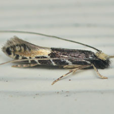 Augolychna septemstrigella