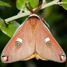 Calosaturnia walterorum