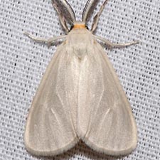 Neoplynes eudora