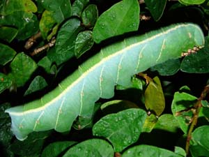 Pachylia ficus