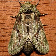 Heterocampa umbrata