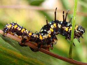 Cydosia nobilitella