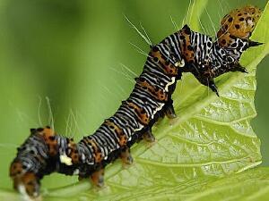 Alypia octomaculata