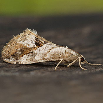 Evergestis dischematalis