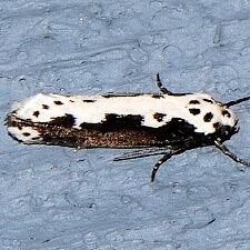 Ethmia semilugens