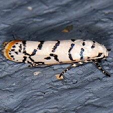 Ethmia delliella