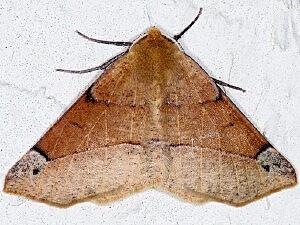 Caripeta triangulata