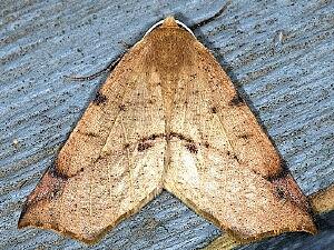 Caripeta triangulata