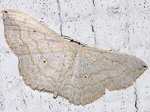 Scopula umbilicata