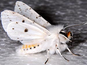 Spilosoma dubia