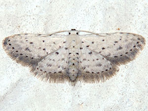 Sigela sp. 1