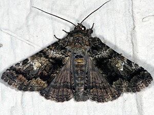 Metria amella