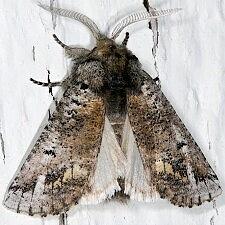 Aon noctuiformis